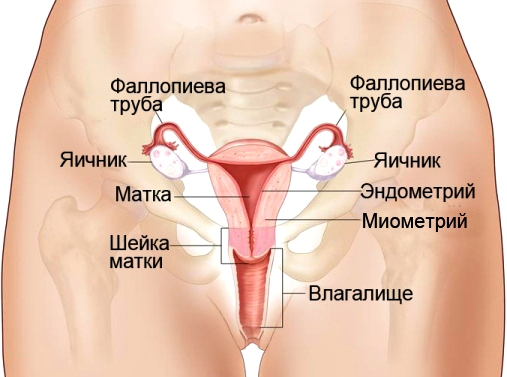 Анатомия и физиология женской половой системы