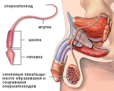 Подвижность сперматозоидов и их активность у мужчин: причины низкой, как повысить