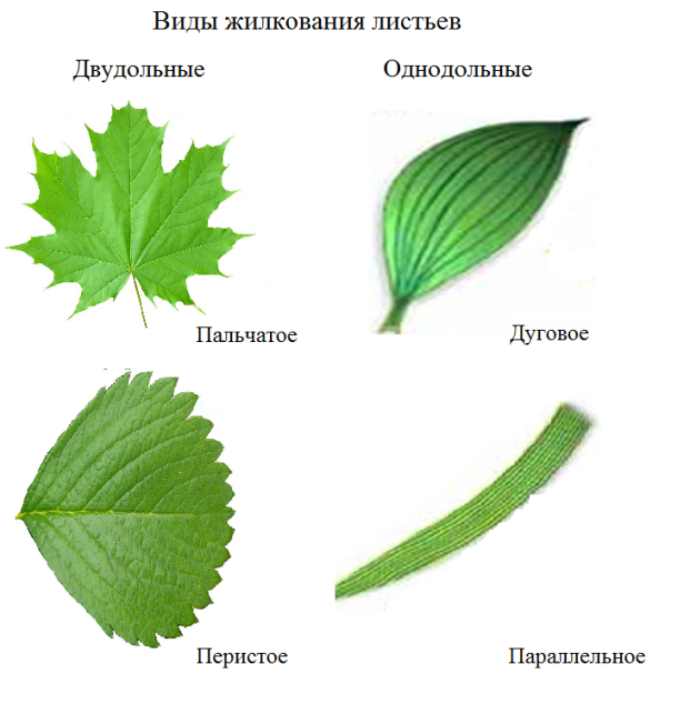 Лист. Большая российская энциклопедия