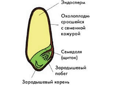 Где находятся питательные вещества в зерновке. Строение семени тыквы рисунок. Строение семени тыквы. Строение семян тыквы и яблони рисунок. Строение семечки яблони.