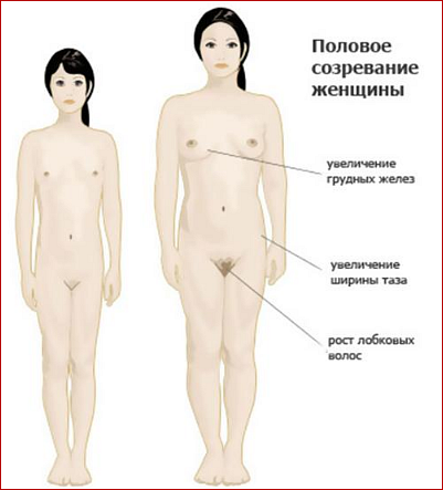 Строение наружных половых органов. Вульва.| Клиника Медицины, Здоровья и Красоты 