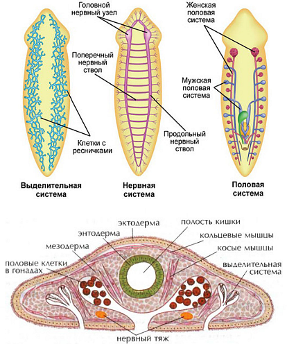 Тип Плоские черви — что это, определение и ответ