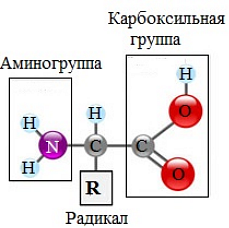 Химический состав клетки. Органические и неорганические вещества. Урок №1 - презентация онлайн