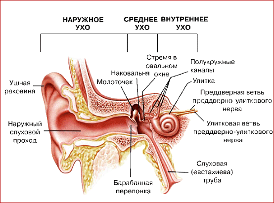 Первые признаки опухоли головного мозга | Блог о здоровье