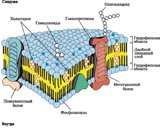 Шизофрения