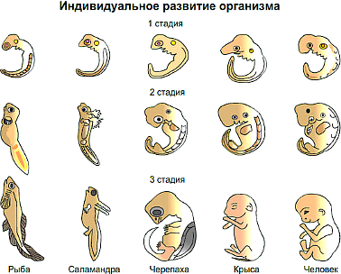 Зародышевое сходство закон: основные аспекты