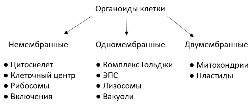 Какие немембранные органоиды могут связываться с эпс