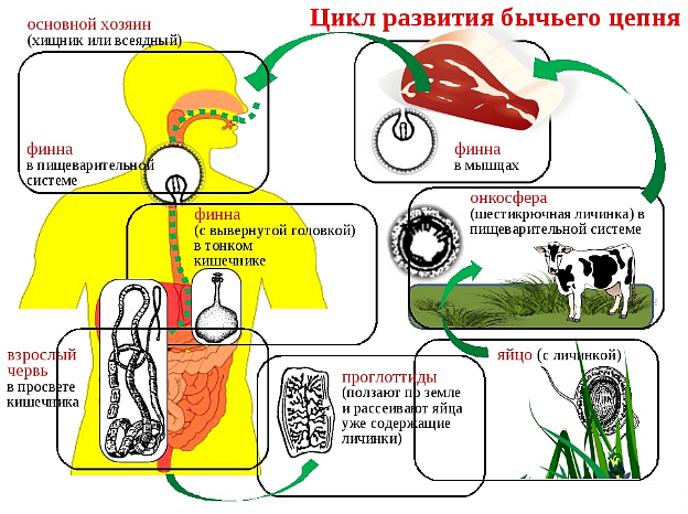 Класс Сосальщики — урок. Биология, 7 класс.