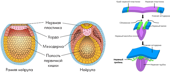 Эмбриональное и постэмбриональное развитие