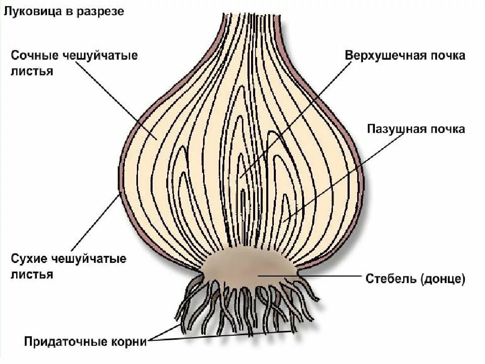 Лабораторная по биологии лук. Луковица репчатого лука это видоизмененный побег. Строение луковицы репчатого лука. Донце видоизмененный стебель луковицы. Строение видоизмененных побегов луковицы.