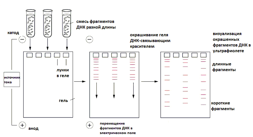 https://i1.wp.com/foxford.ru/uploads/tinymce_image/image/9494/%D1%84%D0%BE%D1%80%D0%B5%D0%B71.png