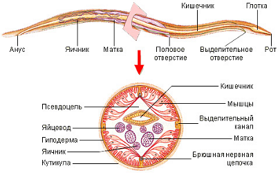 Паразитические круглые черви