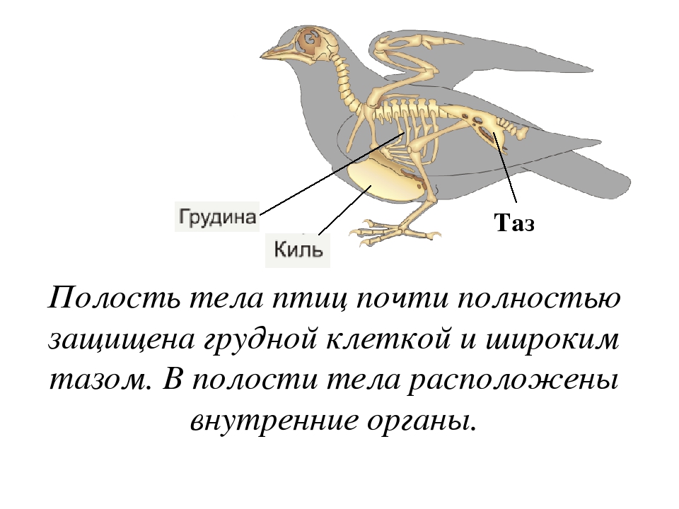 Скелет птицы