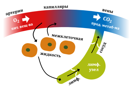 Лимфа и лимфатические сосуды