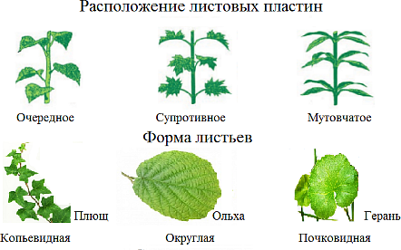 Лист. Внешнее и внутреннее строение листа