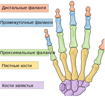 Скелет человека