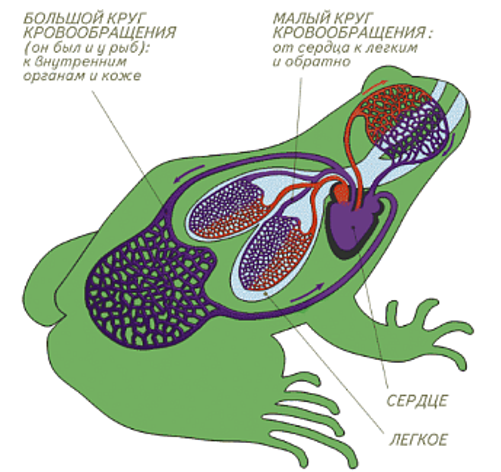 Класс земноводные