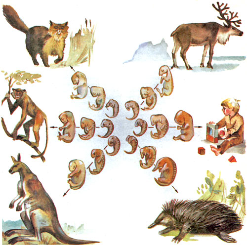 Картинки по запросу разнообразие млекопитающих