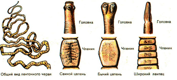Ленточные черви: фото как выглядит в кале, способы заражения