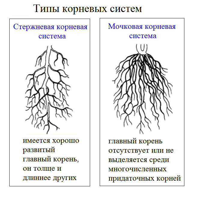 Что значит корневая система. Стержневая и мочковатая корневая система. Придаточные корни у стержневой корневой системы. Типы корневых систем стержневая и мочковатая. Стержневая корневая система рисунок.