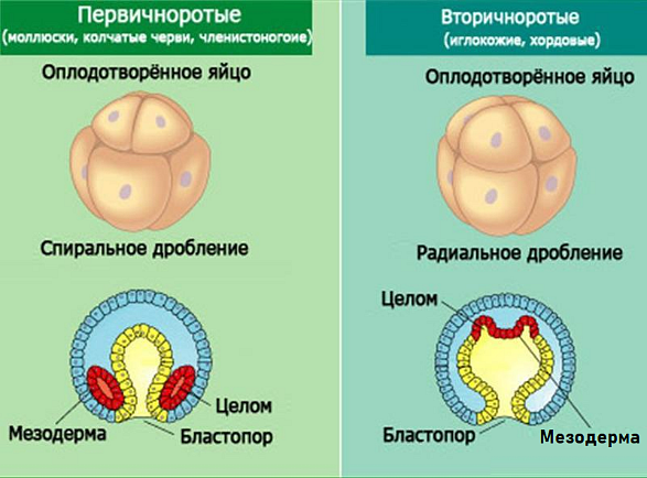 Гаструла — Википедия