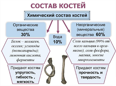 Строение опорно-двигательного аппарата