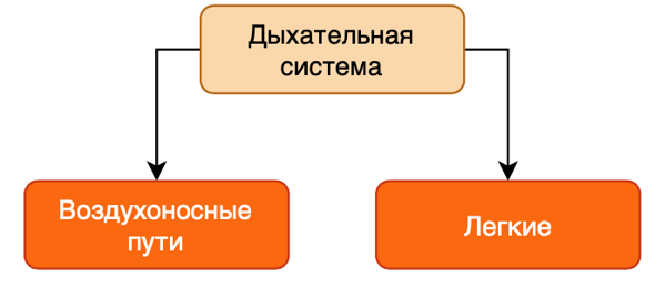 Значение системы дыхания. Общая схема дыхательной системы.