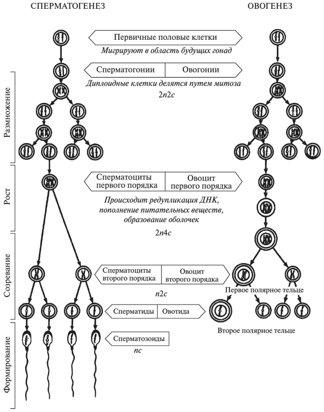 Овогенез и сперматогенез | Общие черты и отличия, схема овогенеза и сперматогенеза