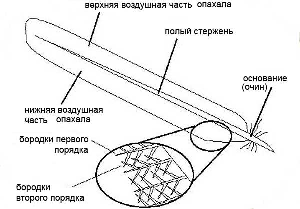 Разнообразие позвоночных животных | Тест з біології – «На Урок»