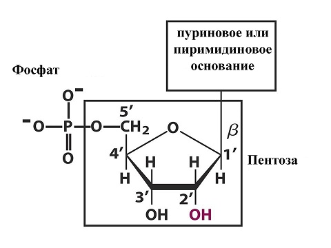 https://foxford.ru/uploads/tinymce_image/image/118/_____11____.1.jpg