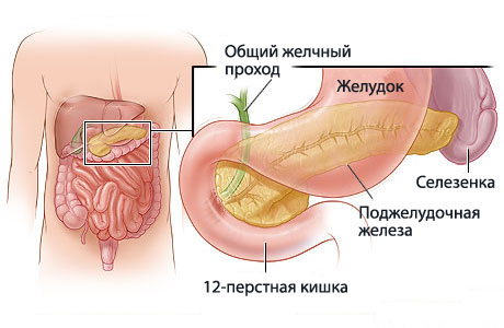 anatomiya-podzheludochnoy.jpg