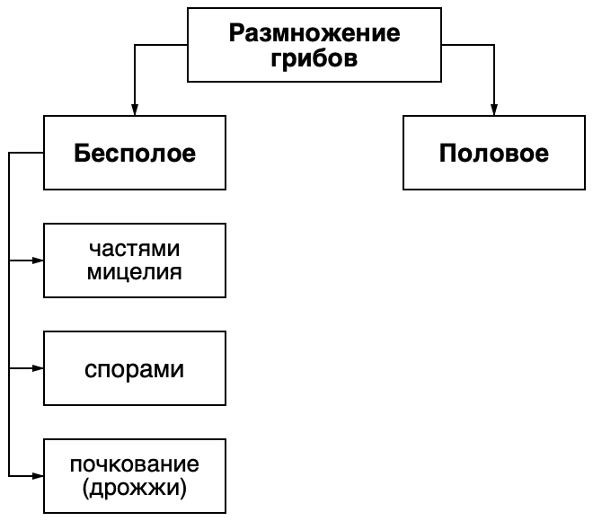 Таблица бесполое размножение 9