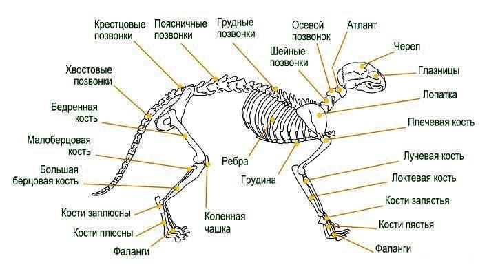 Млекопитающие. Большая российская энциклопедия