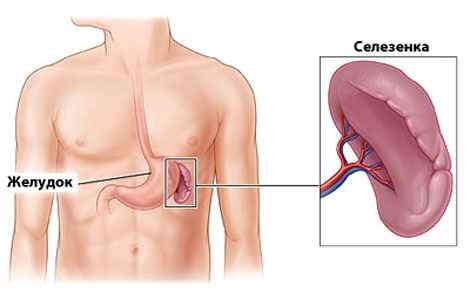 Картинки по запросу селезенка