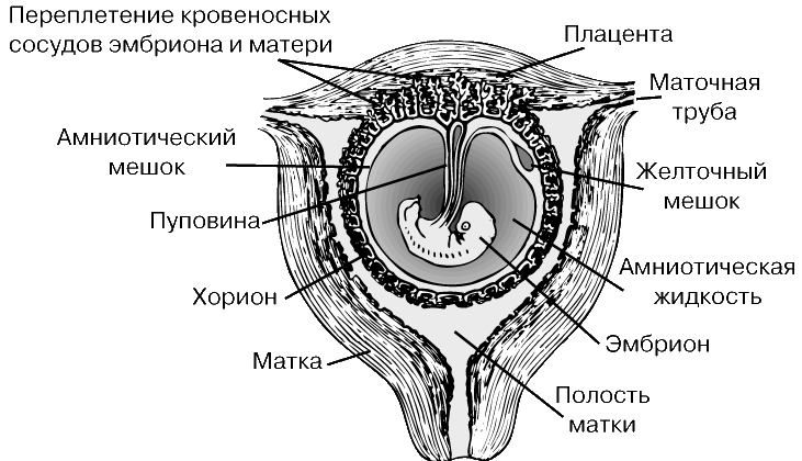 Биология классы