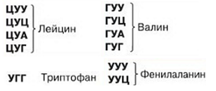 Генетический код - читайте бесплатно в онлайн энциклопедии «велосипеды-тут.рф»