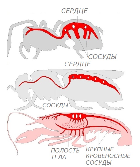 Картинки по запросу "кровеносная система членистоногих""