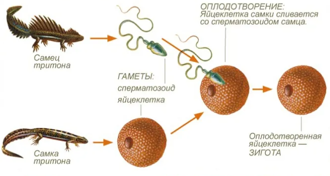 Сдать тест взаимодействия сперматозоидов с цервикальной слизью в Москве