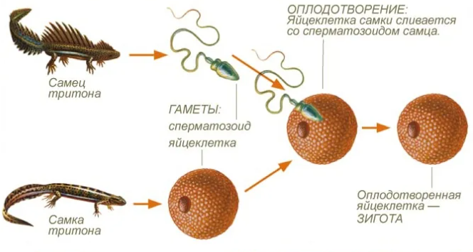 Половинка себя