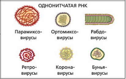 Достоверно красиво: как мы сделали 3D-модель SARS-CoV-2