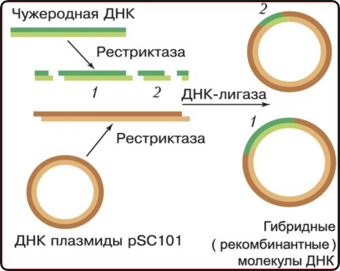 Билим булагы – Биология:Введение в биологию