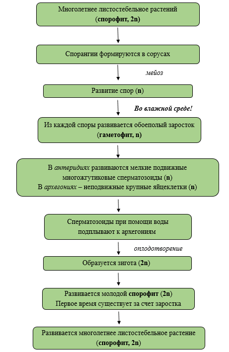 Голосеменные. Жизненный цикл сосны обыкновенной