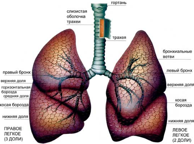 Легкие человека: где находятся, как выглядят и работают, почему могут болеть