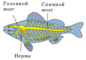 Нервная система рыб. Нервная система рыб Центральная и периферическая. Строение нервной системы рыб. Нервная система рыб состоит из.