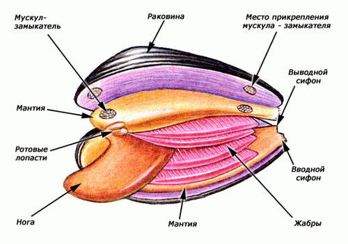 Картинки по запросу "мантия моллюсков""