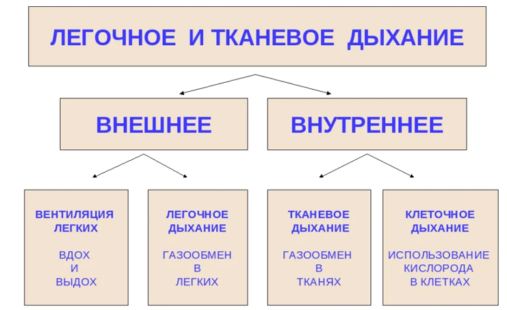 1.5.2.1. Дыхательная система. Физиология дыхания