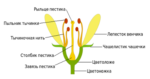 Цветок: строение и функции • Биология, Растения и грибы • Фоксфорд Учебник