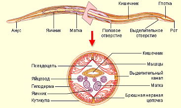 Класс Ракообразные • Биология, Животные • Фоксфорд Учебник