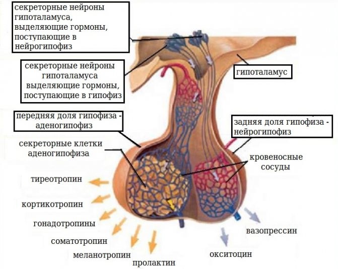 Заболевания щитовидной железы