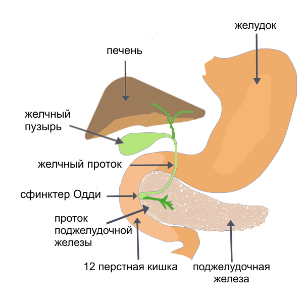 Картинки по запросу "поджелудочная железа""